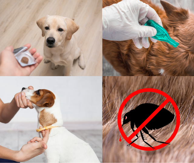 Practic flea treatment for dogs sale